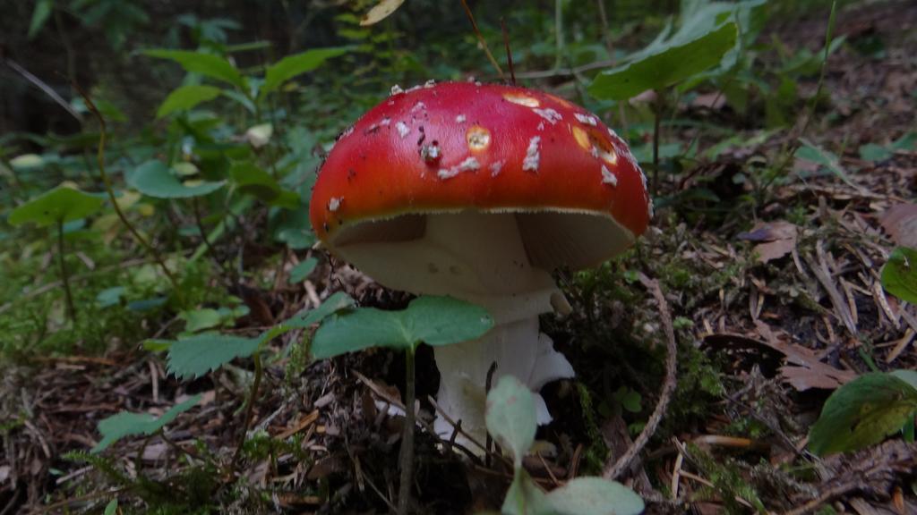 Penzión Baltazár Liptovska Luzna Exterior foto